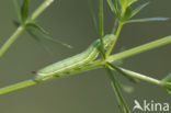 Kolibrievlinder (Macroglossum stellatarum)