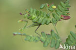 Bidsprinkhaan (Mantis religiosa)