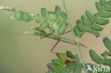 Bidsprinkhaan (Mantis religiosa)