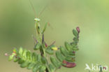 Bidsprinkhaan (Mantis religiosa)