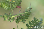 Bidsprinkhaan (Mantis religiosa)