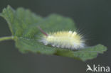 Meriansborstel (Calliteara pudibunda)