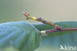 Gehakkelde spanner (Ennomos erosaria)