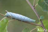 Lime Hawk-moth (Mimas tiliae)