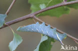 Lime Hawk-moth (Mimas tiliae)