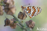 Tweekleurige parelmoervlinder (Melitaea didyma)