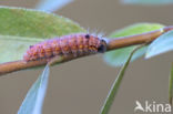 Bruine wapendrager (Clostera curtula)