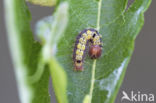 Donkere wapendrager (Clostera pigra)