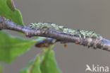 Beautiful Hook-tip (Laspeyria flexula)