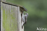 European Pied Flycatcher (Ficedula hypoleuca)