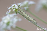 Bruidsmot (Sitochroa palealis)