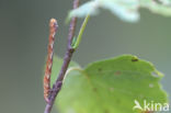 Gestippelde oogspanner (Cyclophora punctaria)