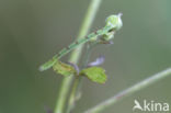 Brummelspanner (Mesoleuca albicillata)