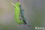 Poplar Hawk-moth (Laothoe populi)