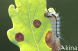 Nut-tree Tussock (Colocasia coryli)