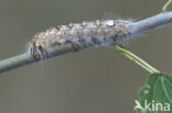 Poplar Grey (Acronicta megacephala)