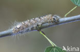 Poplar Grey (Acronicta megacephala)