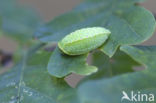The Festoon (Apoda limacodes)