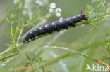 Bedstraw Hawk-moth (Hyles gallii)