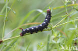 Bedstraw Hawk-moth (Hyles gallii)