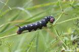 Bedstraw Hawk-moth (Hyles gallii)