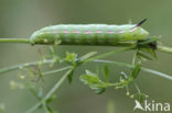 Bedstraw Hawk-moth (Hyles gallii)