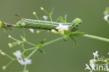 Bedstraw Hawk-moth (Hyles gallii)