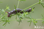 Bedstraw Hawk-moth (Hyles gallii)