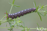 Bedstraw Hawk-moth (Hyles gallii)