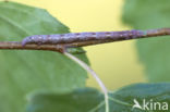 Witte grijsbandpanner (Cabera pusaria)