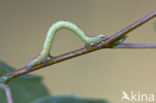 Common White Wave (Cabera pusaria)