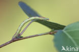 Witte grijsbandpanner (Cabera pusaria)