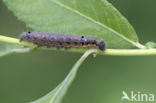 Donkere wapendrager (Clostera pigra)