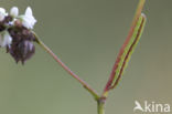 Shining Marbled (Pseudeustrotia candidula)