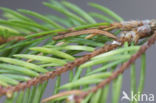 Fijnspardwergspanner (Eupithecia tantillaria)