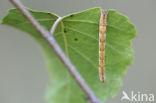 Birch Mocha (Cyclophora albipunctata)