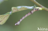 Lindeknotsvlinder (Plagodis dolabraria)