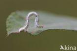 Gemarmerde oogspanner (Cyclophora pendularia)