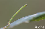 Melkwitte zomervlinder (Jodis lactearia)