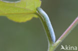 Snuitvlinder (Pterostoma palpina)