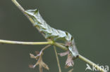 Perzikkruiduil (Melanchra persicariae)