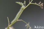 Lichte daguil (Heliothis viriplaca)