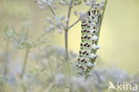 Koninginnepage (Papilio machaon)