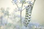 Koninginnepage (Papilio machaon)