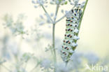 Koninginnepage (Papilio machaon)