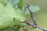 Gehakkelde spanner (Ennomos erosaria)