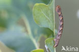 Gestippelde oogspanner (Cyclophora punctaria)