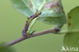 Zomervlinder (Geometra papilionaria)