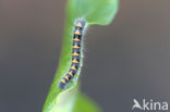 Hageheld (Lasiocampa quercus)