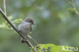 Bonte Vliegenvanger (Ficedula hypoleuca)